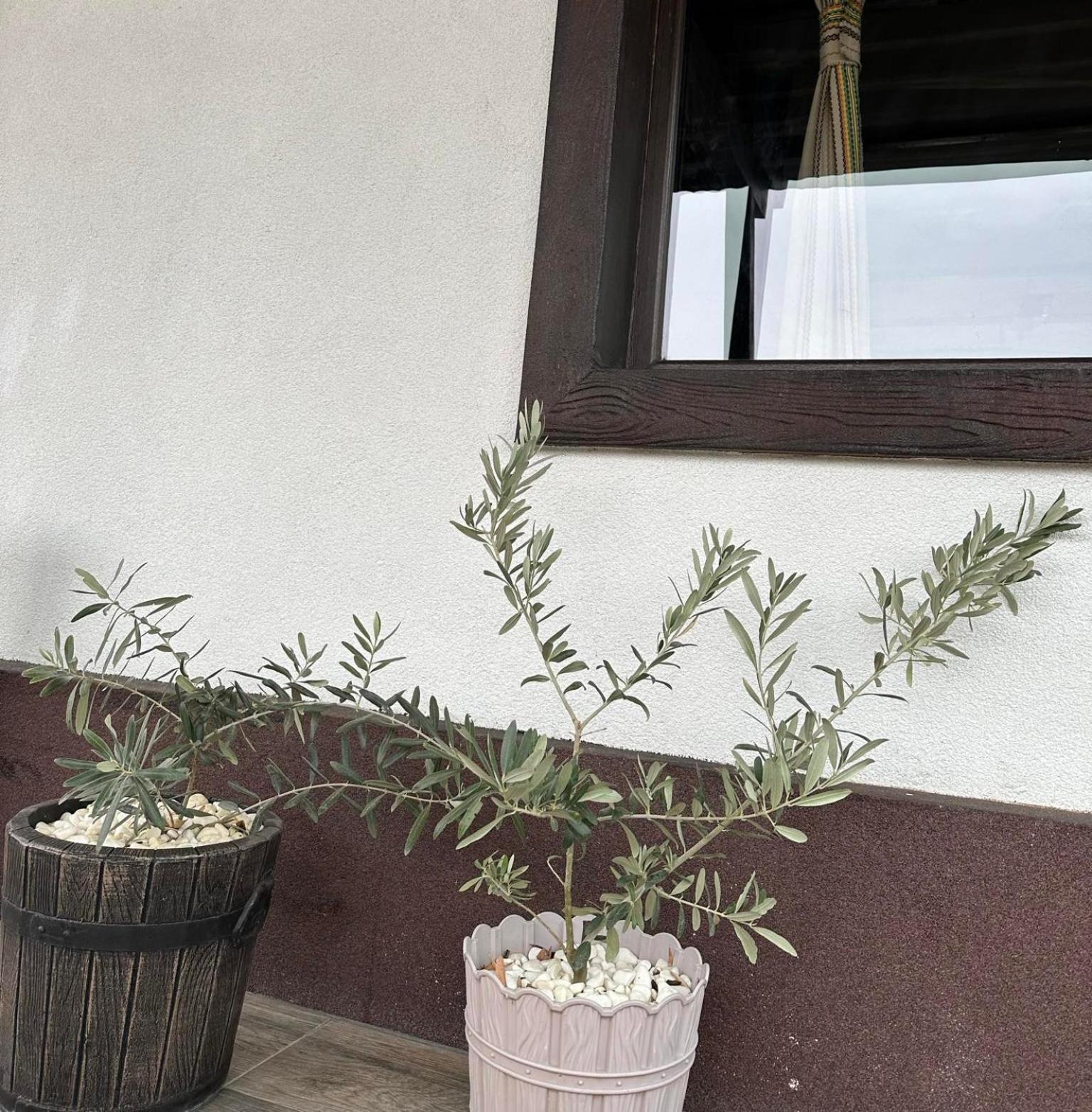 Chakalarovo Бялата Къща酒店 外观 照片